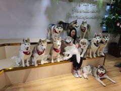 -Husky Go! 哈士奇体验馆·宠物咖啡厅狗咖