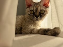 -momokira米努特·德文卷毛猫·棉花面纱犬