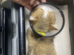 -安安宠医宠物医院·异宠·犬猫内科(岳阳分院)