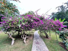 -中国科学院西双版纳热带植物园