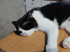 -Heymao猫咖.咖啡厅(东门店)