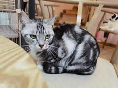 -猫咪派对(江南西店)