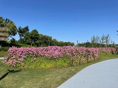 -春花秋色城市公园