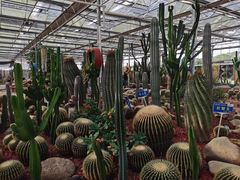 -海上花岛玫瑰园采摘