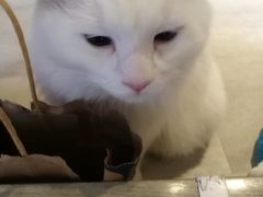 -猫儿山۰猫主题餐厅