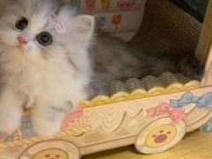 -欣宠猫屋·矮脚拿破仑·蓝金金渐层