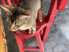 -喵屿·大理花园猫咖