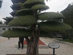 -解放阁