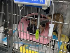 -奈斯宠物医院·核磁CT·异宠专科·内镜(中南店)