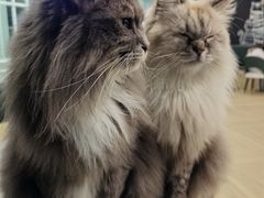 -安格丽娜·狗咖·猫咖羊驼咖(春熙路百盛商场店)