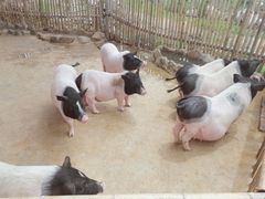 -泉州海丝野生动物世界