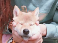 -逗柴咖啡屋·狗咖猫咖宠物桌游
