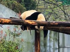 -红山森林动物园