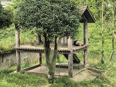 -中国大熊猫保护研究中心雅安碧峰峡基地