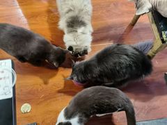 -猫小院猫主题咖啡厅(北锣店)