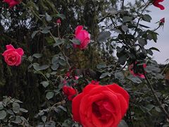 -人民公园(罗湖区)