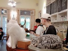 -猫色咖啡·猫咖