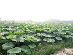 -北纬44度·金珠花海休闲农业旅游景区