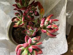 -循礼门鲜花花市(武汉循礼门店)