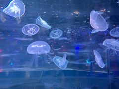 -太奥幻太奇海洋馆