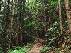 -素山寺森林公园