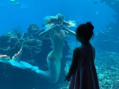 -海棠湾洲际-涛·海底餐厅·美人鱼·自助餐·海底隧道