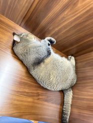 -优刻西服西装定制(金轮国际广场店)