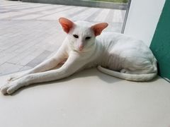 -飞行喵MR PILOT|猫舍·猫咖(静安大融城店)