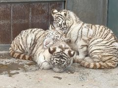 -西霞口神雕山野生动物世界