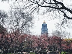 -红梅公园