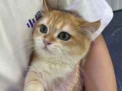 -小猫来了·猫舍(红山六九七九店)