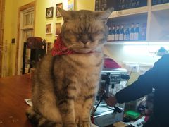-猫色咖啡·猫咖