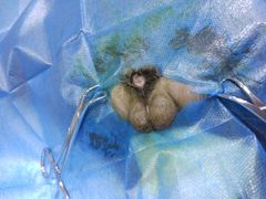 -瑞派名望24h动物医院异宠专科·猫专科·骨科·重症监护分院