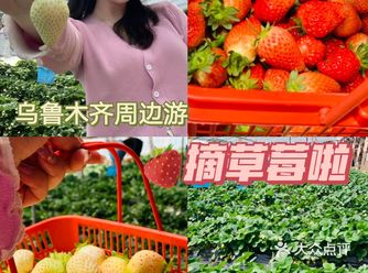 乌鲁木齐周边游｜摘草莓没门票不限称