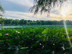 -长春市南湖公园