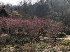 -嘉龙茶庄