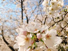 -苏州上方山国家森林公园