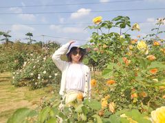-都江堰玫瑰花溪谷