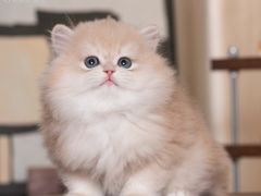 -小猫来了·猫舍(红山六九七九店)