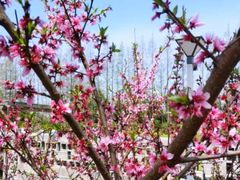 -前小桔亲子创意农场·草莓采摘·露营烧烤