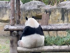 -上海野生动物园