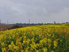 -三圣花乡旅游区