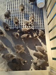 -萌宠亲子动物乐园(槐房万达店)