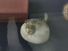 -上海海洋大学鱼文化博物馆(军工路校区)