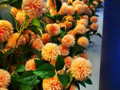 -花椒俏川菜小馆(南海万达店)