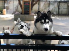 -TrueLove @ Neverland (Husky Cafe)