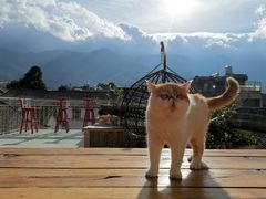 -喵屿·大理花园猫咖