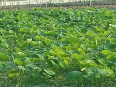 android_upload_pic-同銮特种养殖场·龙虾垂钓