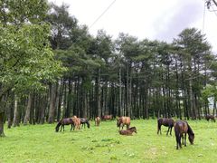 -石棉县孟获城