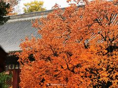 -香山公园